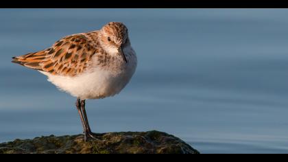 Küçük kumkuşu » Little Stint » Calidris minuta