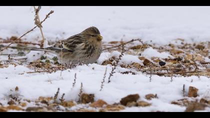 Sarıgagalı ketenkuşu