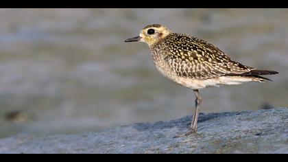 Küçük altın yağmurcun
