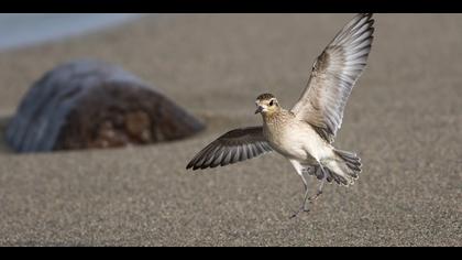 Küçük altın yağmurcun