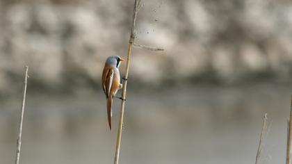 Bıyıklı baştankara