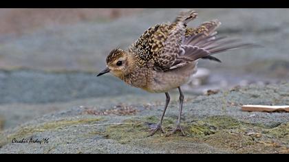 Küçük altın yağmurcun