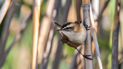 Bıyıklı kamışçın