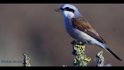 Kızılsırtlı örümcekkuşu