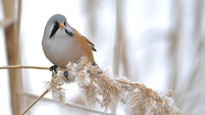 Bıyıklı baştankara