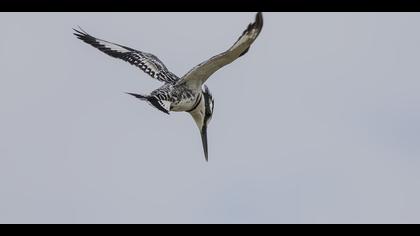 Alaca yalıçapkını