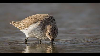Karakarınlı kumkuşu