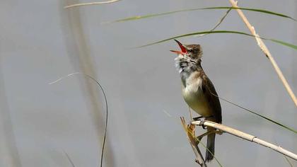 Büyük kamışçın