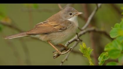 Akgerdanlı ötleğen