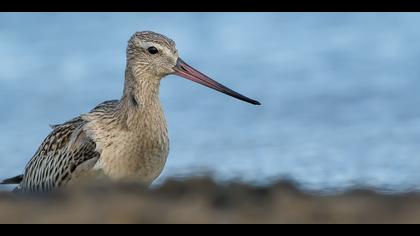 Kıyı çamurçulluğu