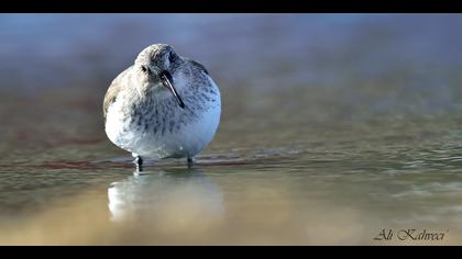 Karakarınlı kumkuşu