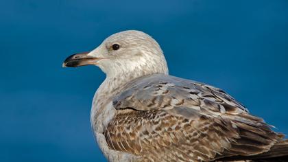 Van gölü martısı