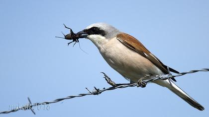 Kızılsırtlı örümcekkuşu