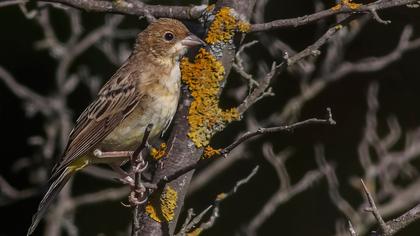 Karabaşlı kirazkuşu