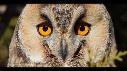 Kulaklı orman baykuşu