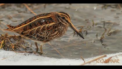 Küçük suçulluğu