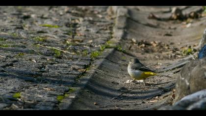 Dağ kuyruksallayanı