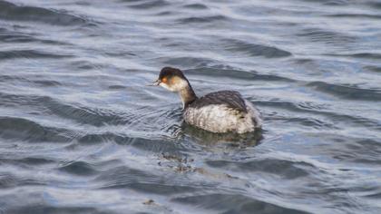 Karaboyunlu batağan
