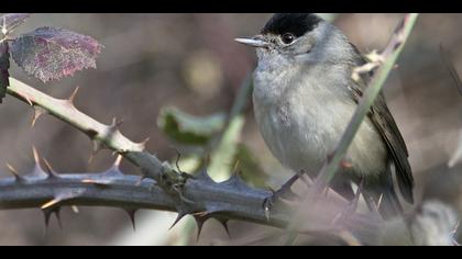 Karabaşlı ötleğen