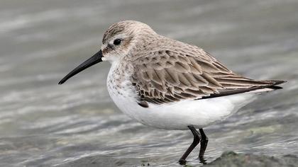 Karakarınlı kumkuşu