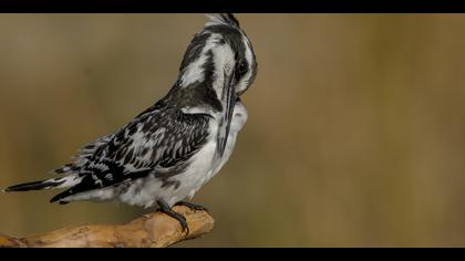 Alaca yalıçapkını