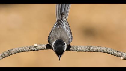 Akyanaklı baştankara