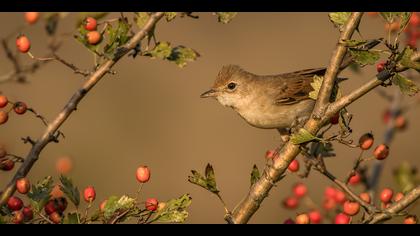 Akgerdanlı ötleğen