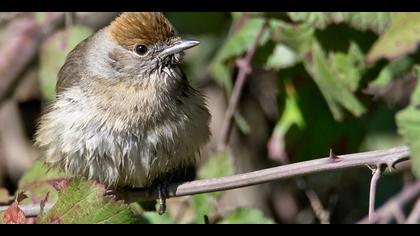Karabaşlı ötleğen