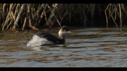 Karaboyunlu batağan