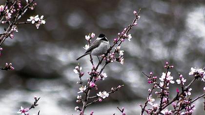 Akyanaklı baştankara