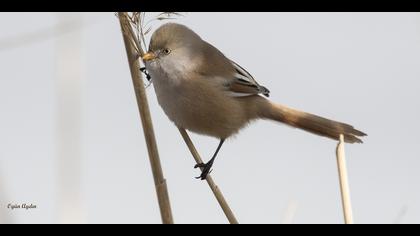 Bıyıklı baştankara