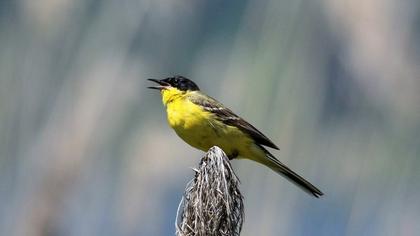 Sarı kuyruksallayan