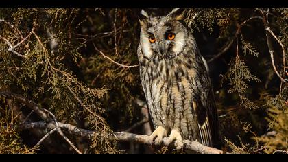 Kulaklı orman baykuşu