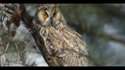 Kulaklı orman baykuşu