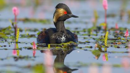 Karaboyunlu batağan