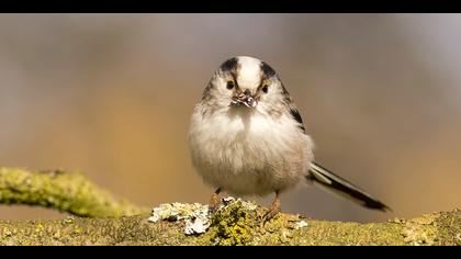 Uzunkuyruklu baştankara