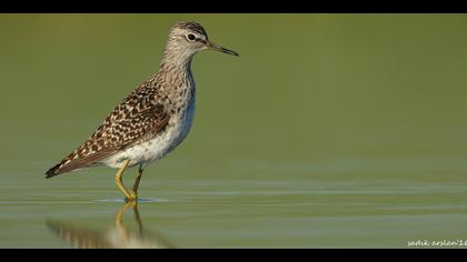 Orman düdükçünü