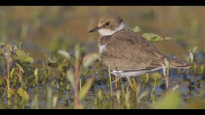 Halkalı küçük cılıbıt