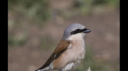 Kızılsırtlı örümcekkuşu