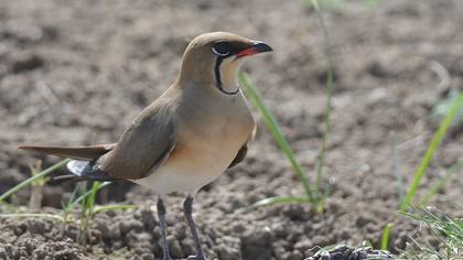 Bataklıkkırlangıcı