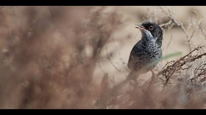 Kıbrıs ötleğeni » Cyprus Warbler » Sylvia melanothorax