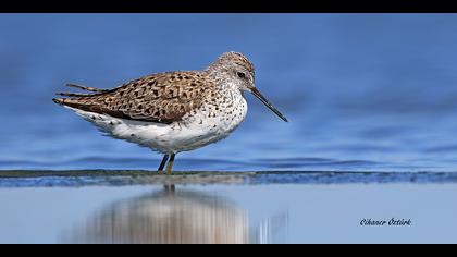 Bataklık düdükçünü