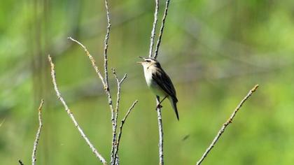 Kındıra kamışçını