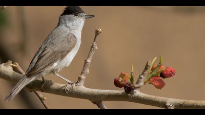 Karabaşlı ötleğen
