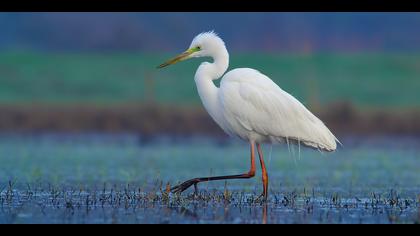 Büyük ak balıkçıl