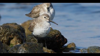 Karakarınlı kumkuşu