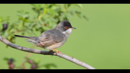 Pembegöğüslü ötleğen