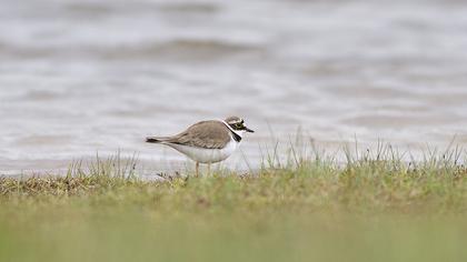 Halkalı küçük cılıbıt