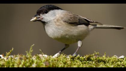 Kayın baştankarası