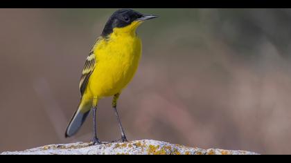 Sarı kuyruksallayan